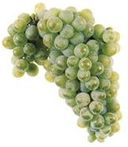 Casta Azal Uvas