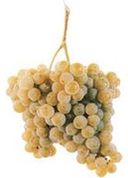 Alvarinho Grape Variety