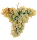 Portuguese Winw Arinto Grape Variety