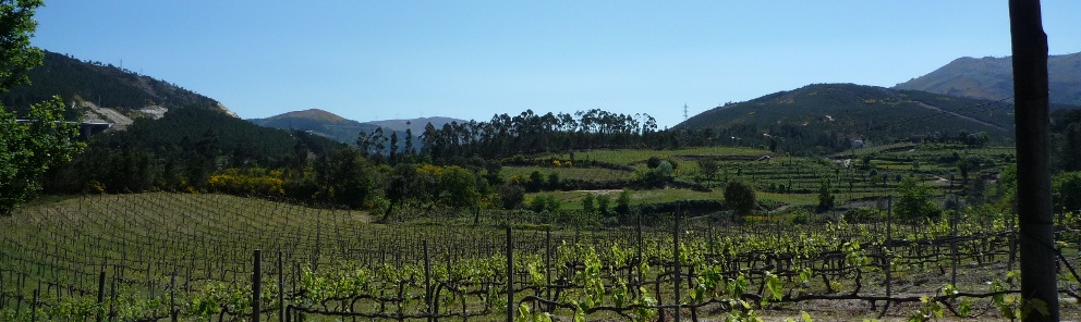 Vineyards Vinho Verde Wine Portugal