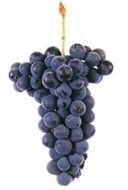Vinhao Sousao Grapes